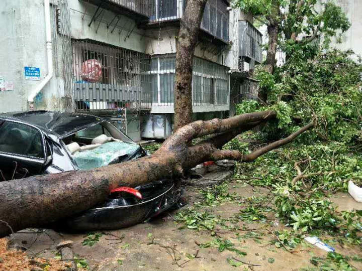 被倒地大樹(shù)壓扁的轎車(chē)